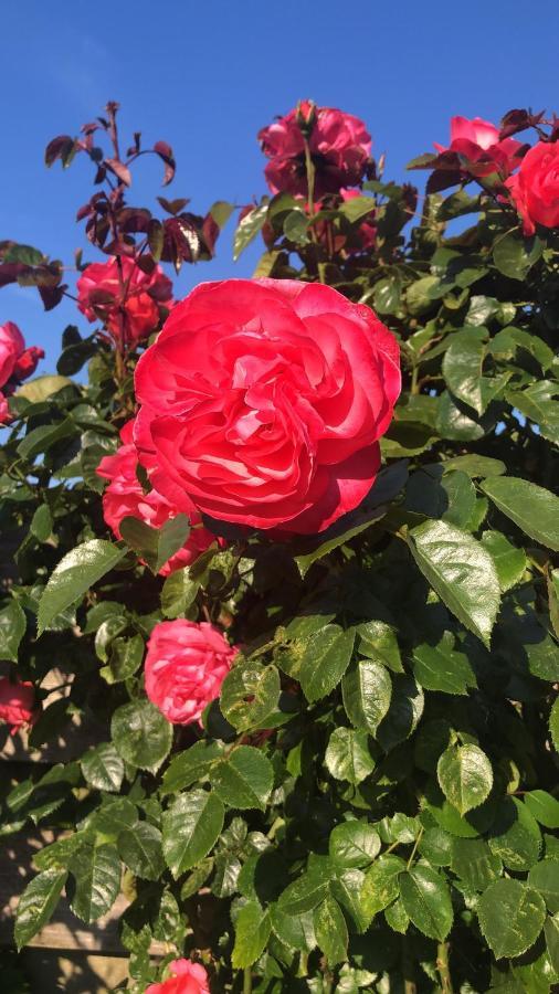 Bed and Breakfast La Vie En Rose Zierikzee Esterno foto